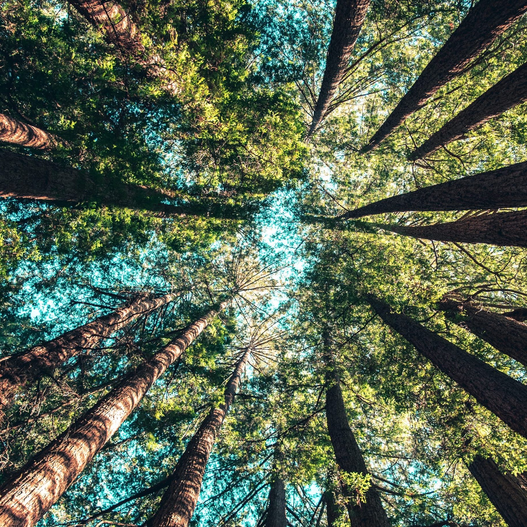 trees up 2 casey-horner unsplash